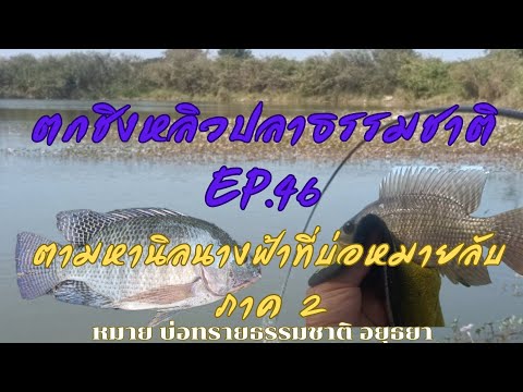 ตามหานิลนางฟ้าบ่อหมายลับ ภาค2 ตกชิงหลิวปลาธรรมชาติ EP.46