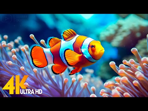 Aquarium 4K VIDEO (ULTRA HD) 🐠 Beautiful Coral Reef Fish - Relaxing Sleep Meditation Music #9