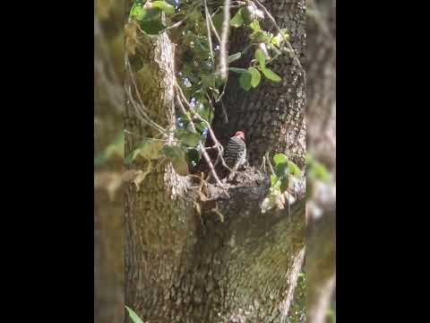 I took this short video of a woodpecker this afternoon.