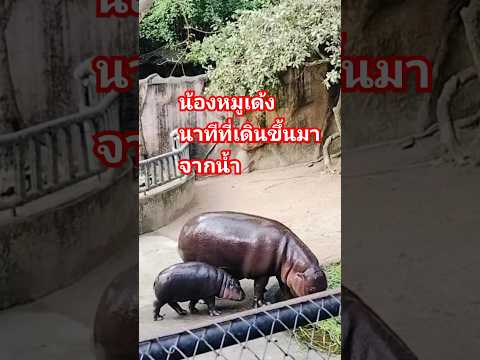 น้องหมูเด้งตื่นพอดี เดินตามแม่น่ารักมาก