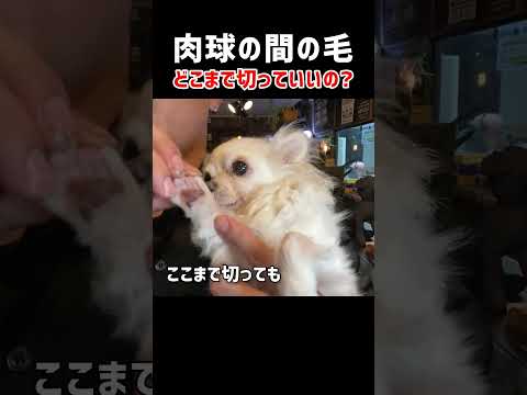 【トリミング】犬の肉球周りの毛はどこまでカットしてもいいのか？