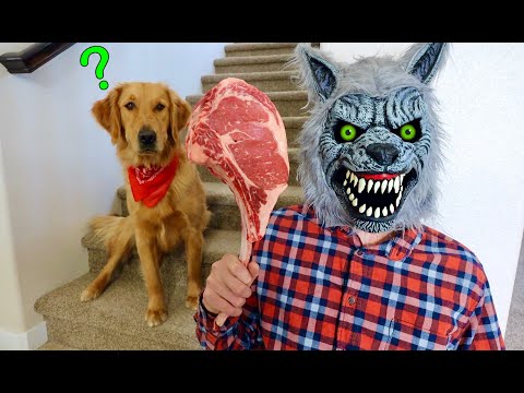 Wolf Surprises Puppy with Giant Steak!