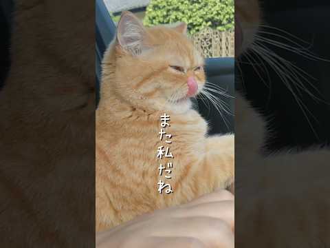 魔法の言葉#猫動画#エキゾチックショートヘア#ねこ