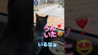 【天才お喋り猫】野良猫さんに出会い可愛い会話が飛び出すよ😻