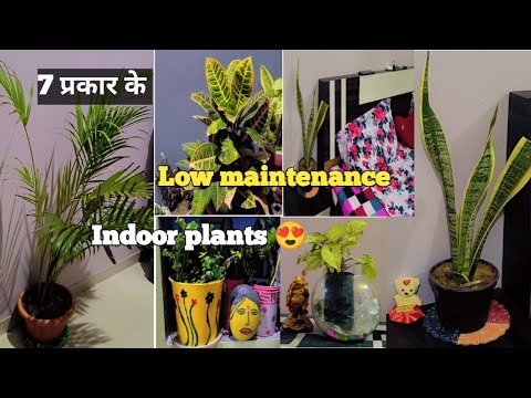 7 Low Maintenance Indoor plants , budget friendly plants | Easy plant care Tips