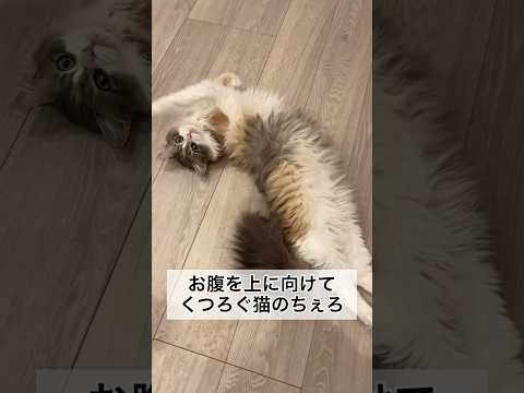 無防備な体勢でくつろぐ猫のちぇろ #shorts #cat