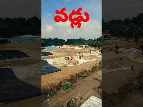 వడ్లని బస్తాల్లోకి  నింపి కుట్టడం/shorts/farming/Naliniravindraprasad/gardening