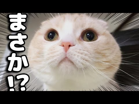 猫の日でプレゼントを渡したらこうなっちゃいました...