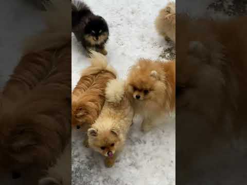 Dogs playing in snow / cute puppy dogs playing in snow / puppy's playing #shorts #dog #puppy