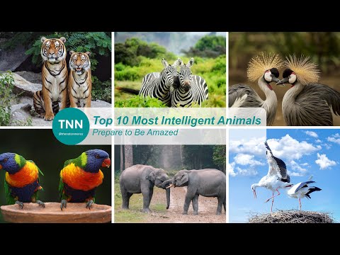 10 Incredible Animals That Are Smarter Than You Think