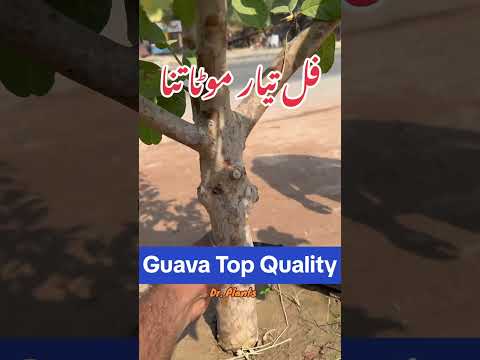 #guava #guavafruit #guavatree #امرود #export #import #fruits #viralvideo #trendingreels #MirpurAJK