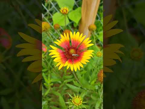 Gaillardia flower in monsoon #monsoonflower #monsoon #flowers #garden #nature