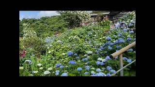 沖縄観光　梅雨時期の楽しみ　よへな紫陽花園　#okinawa