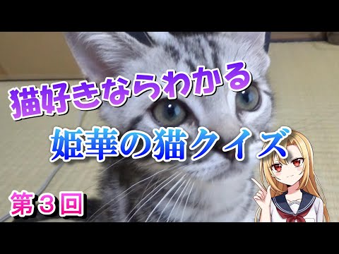 猫好きならわかる　姫華の猫雑学クイズ　第３回