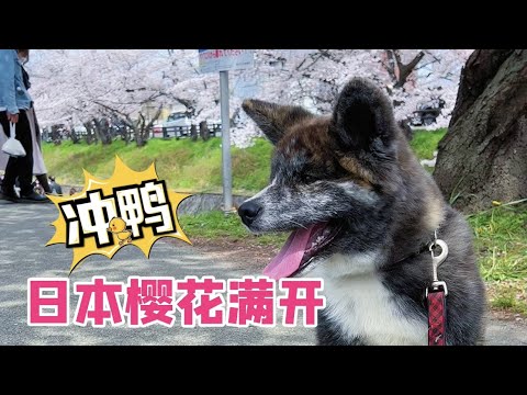 🌸日本奈良隱藏超讚櫻花隧道！2022櫻花滿開