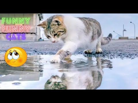 Cat Funny Videos 😹 Compilation Of Cat Videos That Will Keep You Smiling For 2 Hours 😺 Part 108