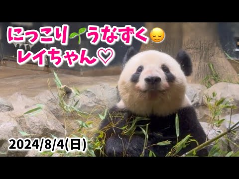 【にっこり◡̈⃝︎⋆︎*うなずくレイちゃん🐼💛＆フリーズ🌱シャオくん🐼💚】〜2024/8/4(日)上野動物園〜