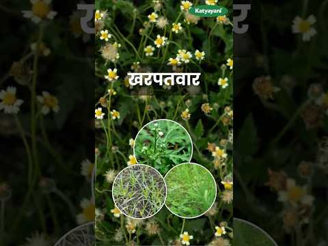 खरपतवार से अपनी फसल कैसे बचाएं? | Weed Management | खरपतवार पर नियंत्रण कैसे करें? | Herbicide Use