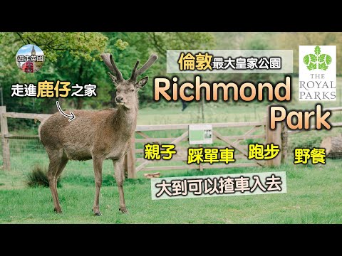 【倫敦睇鹿必到公園 Richmond Park】鹿仔周圍走 | 免費泊車🅿️ | 大到你唔信 | 面積等如53個維園 | 倫敦最大皇家公園 | 倫敦好去處 | 倫敦景點