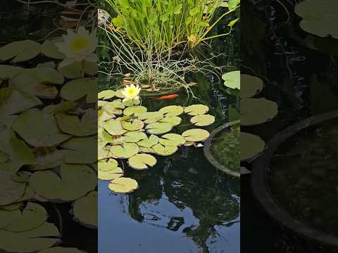 Swimming through dreams... #koifish #water #lotus