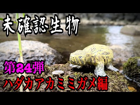 【未確認生物】甲羅の無いカメ？！"ハダカアカミミガメ"見つけるまで帰れません！！！