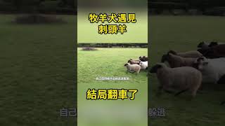 牧羊犬表演趕羊絕活，遇見不料這頭羊是個刺頭，結局翻車了