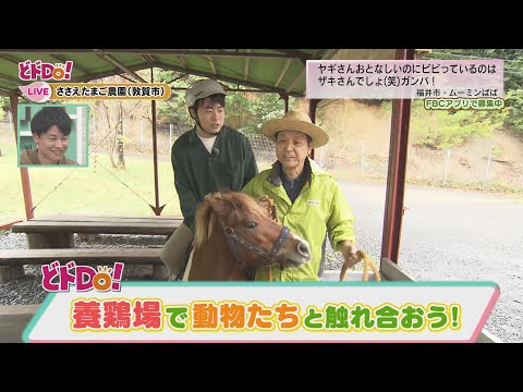 にじパレ どドDo！ 養鶏場で動物と触れ合おう！