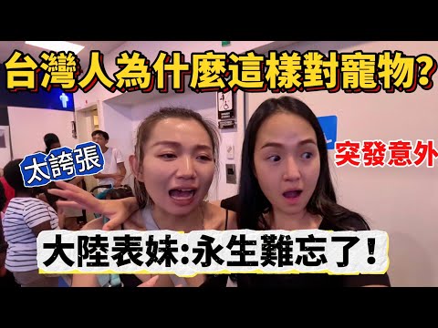 台灣人為什麼這樣對寵物？！突發意外，現場尖叫不斷⋯ 大陸表妹這下子要永生難忘了！【Jo裡給給】reaction video