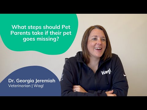 Steps to Take When Your Pet Goes Missing | Lost Pet Prevention with Dr. Georgia