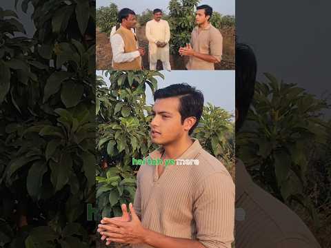 Kisan Neta D.P. Dhakad visited Indo Israel Avocado | +91-6268643227 #indoisraelavocado #avatar