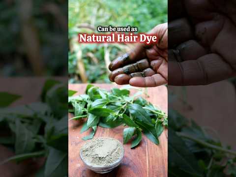 Bhringraj Churna for Hair growth/Ayurveda recipe for Premature grey-hair, hairfall #shorts