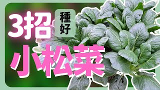 種好小松菜的3個重點| How to grow Japanese mustard spinach|《葛斯怎麼種》52