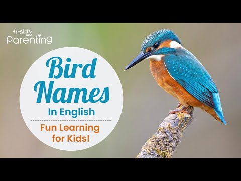 Bird Names In English | Birds Names | Learning Birds