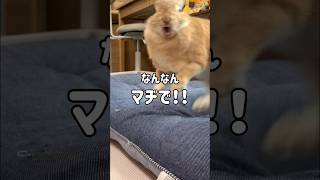 怒る時はめっちゃ怒るうさぎ #rabbit #bunny #short