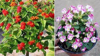 15 BLOCKBUSTER Plants that Bloom ALL Year Around