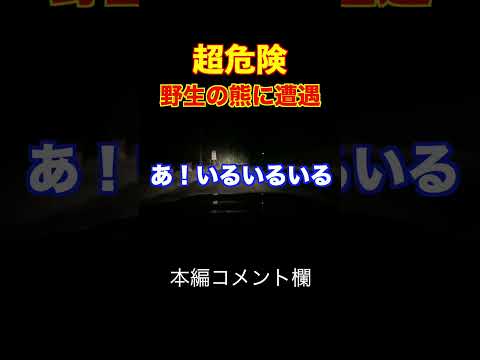 山をドライブしてたら野生の熊に遭遇してしまうガチハプニング【放送事故】