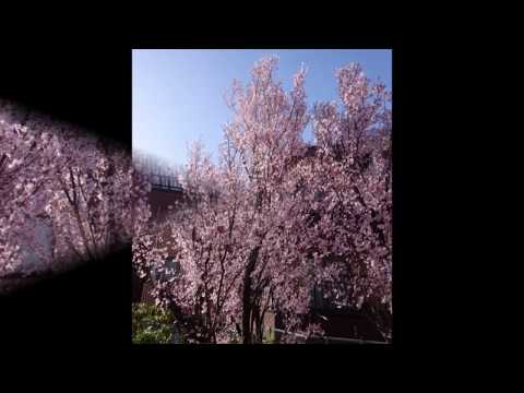 彼岸桜と春の草花～横浜市青葉区