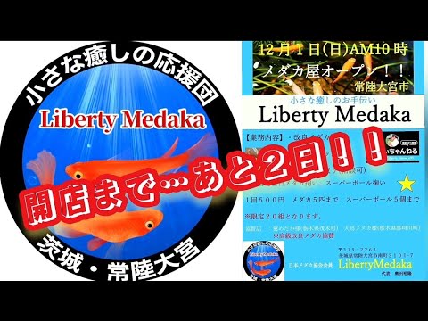 【茨城発】メダカ屋開店まで…あと２日！！バタバタの開店準備間に合うか?!【Liberty Medaka】#メダカ #めだか #メダカ専門店 #LibertyMedaka #茨城メダカ #メダカ屋