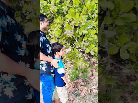 cashew tree🌳##shorts #viral #trendingshorts #youtubeshorts