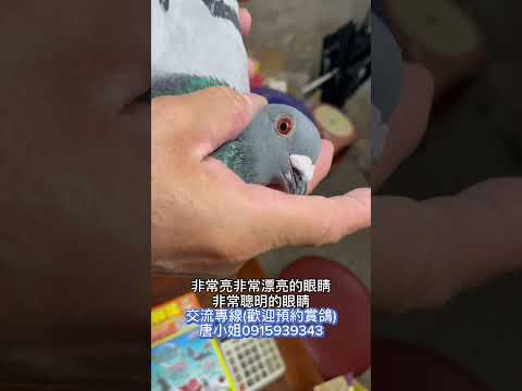 ［已交流］新春特惠最後壓軸！勝任各種氣候四季南北海！久聖冠軍直子×唯一歸返近親，常年入賞配對！