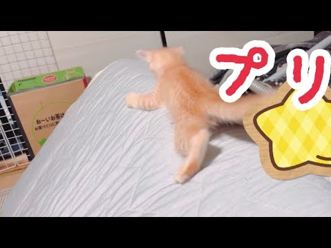 新しい遊びを覚えた子猫 寝顔はまだまだ赤ちゃん