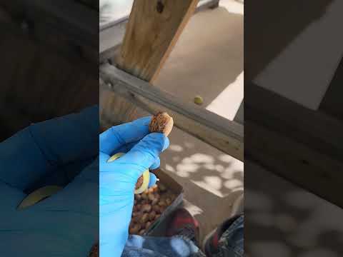 Harvesting and Hulling Almonds - A tedious but relaxing garden task