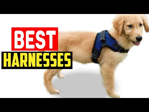 ✅Top 5 Best Harnesses for Golden Retrievers in 2024