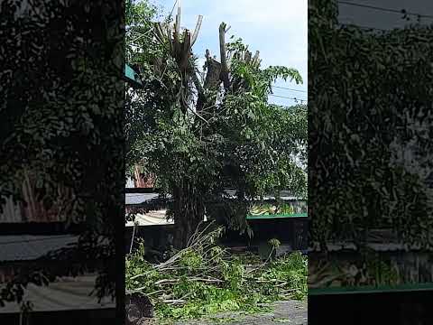 old mini kobelco tearing down a tree