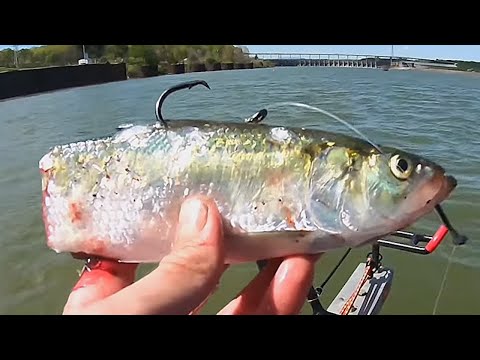 Drifting Cut Bait Below the Dam - The Bite Was on FIRE! 🔥