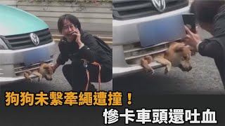 未繫牽繩釀大禍！狗狗遭撞慘卡車頭還吐血　警方：主人需負全責－民視新聞