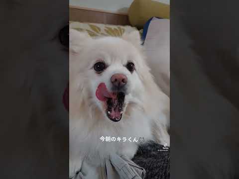 今朝のキラくん🐺 #保護犬 #オトン #お父さん大好き #大好き