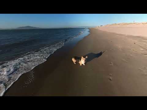 Crissy field beach | San Francisco | 200522                                         #crissyfield