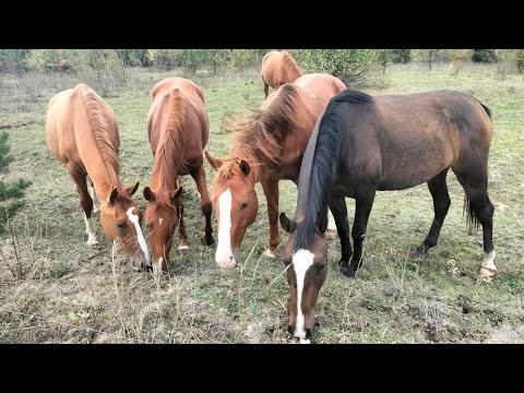 "Не гоните вы коня, годы" Мой 1й музыкальный альбом. Пою для души.