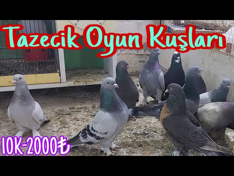 Tazecik Oyun Kuşları.